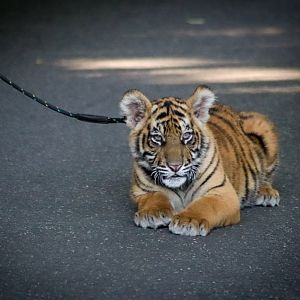 Sumatran Tiger Cub (Panthera tigris sumatrae)