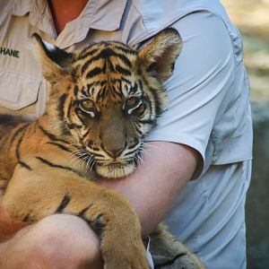 Sumatran Tiger Cub (Panthera tigris sumatrae)