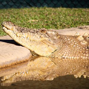 Casper the Leucistic Crocodile (Crocodylus porosus)