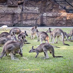 Eastern Grey Kangaroos (Macropus giganteus)