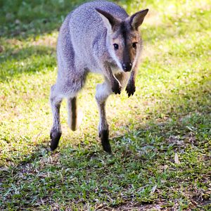 Red-necked Wallaby (Notamacropus rufogriseus banksianus)