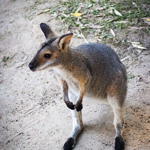 Red-necked Wallaby (Notamacropus rufogriseus banksianus)