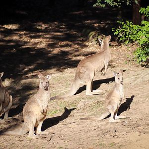 Eastern Grey Kangaroo Joeys