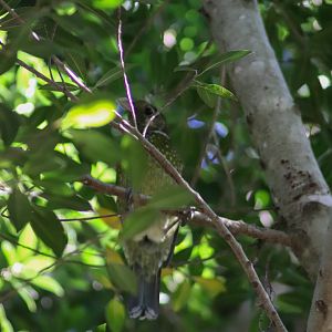 A Well-Camouflaged Green Catbird (Ailuroedus crassirostris) - Wild