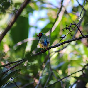 Gouldian Finch (Erythrura gouldiae) - Rainforest Aviary