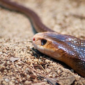 Coastal Taipan (Oxyuranus scutellatus)