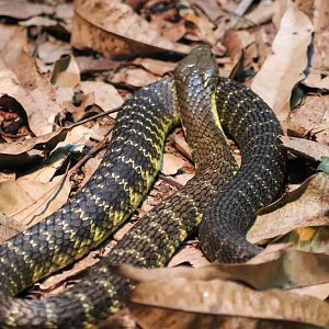 Eastern Tiger Snake (Notechis scutatus scutatus)