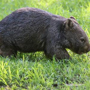 Common Wombat (Vombatus ursinus)