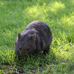 Common Wombat (Vombatus ursinus)