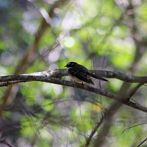 Wild Grey Fantail (Rhipidura albiscapa)