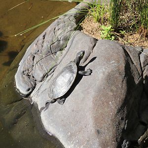 Krefft's Turtle (Emydura krefftii)
