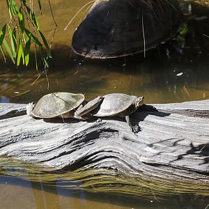 Broad-shelled River Turtle (Chelodina expansa) and Brisbane River Turtle (Emydura krefftii signata)