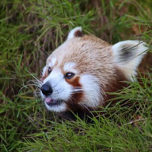 Red Panda in the Grass