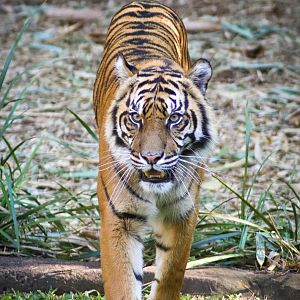 Sumatran Tiger (Panthera tigris sumatrae)