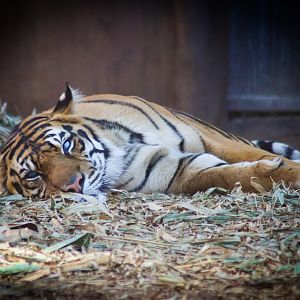 Hunter the Sumatran Tiger (Panthera tigris sumatrae)