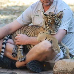 Sumatran Tiger Cub (Panthera tigris sumatrae)