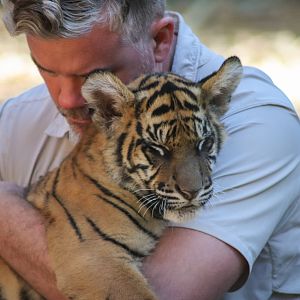 Sumatran Tiger Cub (Panthera tigris sumatrae)