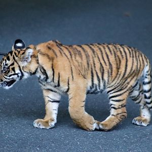 Sumatran Tiger Cub (Panthera tigris sumatrae)