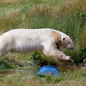 Rasputin takes a dive