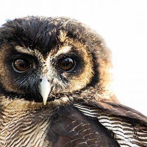 Brown Wood Owl / Hamerton / 13-11-19