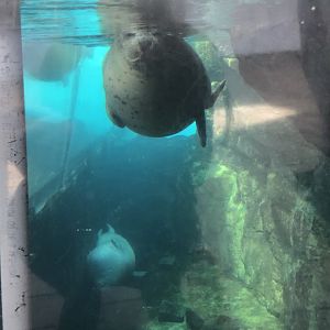Harbor seal at the New England Aquarium