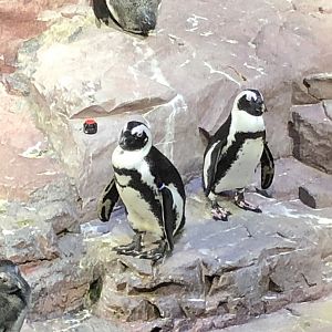 African penguins at the New England Aquarium