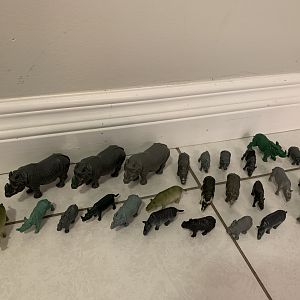29 Rhinos