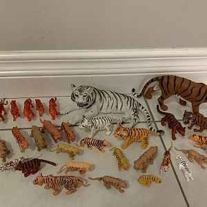 33 Tigers