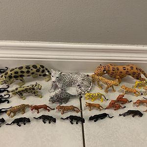 30 Spotted Cats