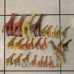 26 Giraffes