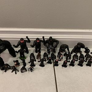 34 Gorillas and Chimpanzees