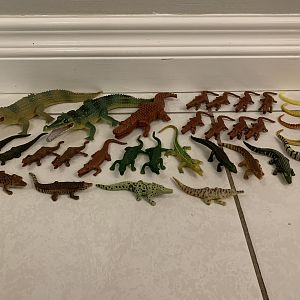 31 Crocodilians