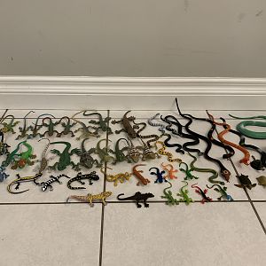 54 Reptiles + Amphibians