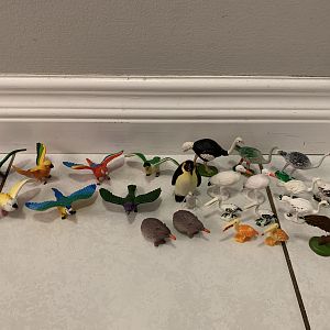 24 Assorted Birds
