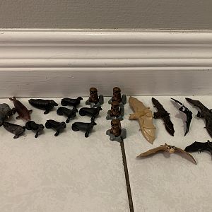 21 Pinnipeds + Otters + Bats