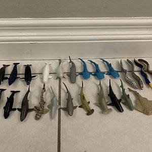 26 Cetaceans + Sharks + Eels + Stingrays