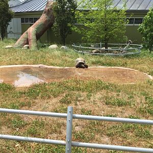 Aldabra Tortoise exhibit