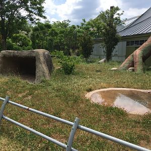 Aldabra Tortoise exhibit