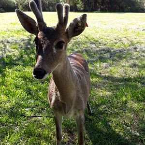Uruguayan Pampas Deer