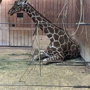 Mar. 2020 - Generic giraffe