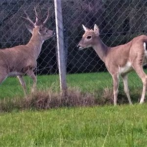 Pampas Deer (Ozotoceros bezoarticus)
