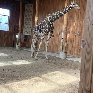 Mar. 2020 - Generic giraffe