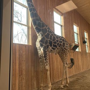 Mar. 2020 - Generic giraffe