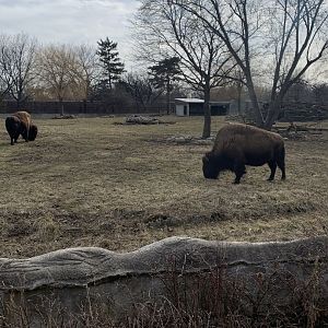 Mar. 2020 - American bison