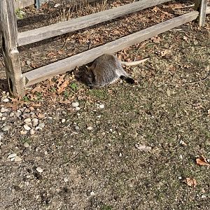 Mar. 2020 - Red-necked wallaby