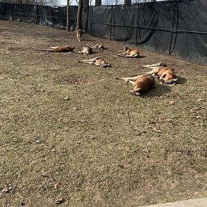 Mar. 2020 - Red kangaroo