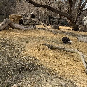 Mar. 2020 - Bald eagle