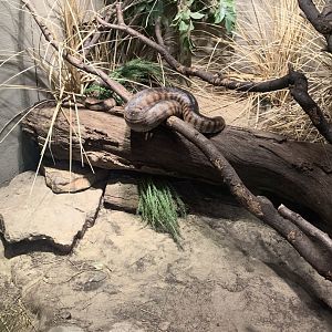 Mar. 2020 - Black-headed python