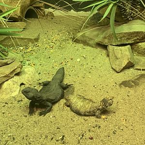 Mar. 2020 - Sudan mastigure and Saharan spiny-tailed lizard