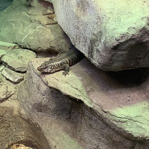 Mar. 2020 - Giant plated lizard